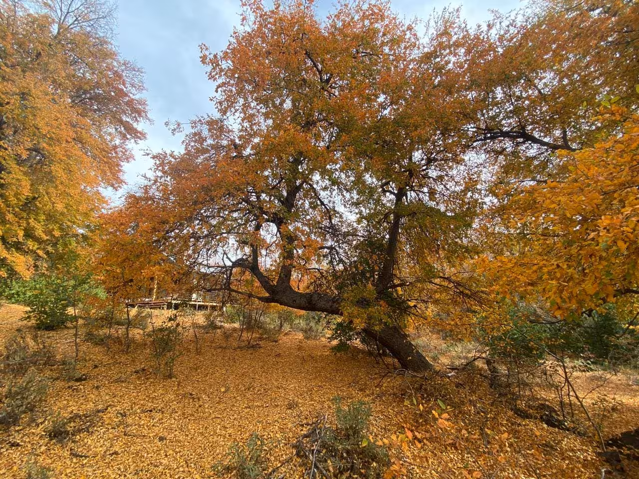 casa en medio del Bosque